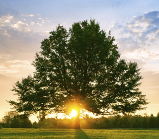 Sunlight breaking through tree branches